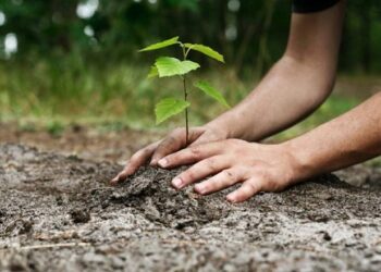 Organização da Copa do Mundo de Araxá planta 1.000 árvores nativas em ação de sustentabilidade