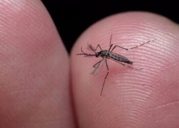 Governo Federal libera recurso de R$ 317 mil para combate à dengue em Araxá