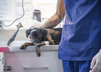 Começam as inscrições para etapa do Mutirão de Castração de cães e gatos em Araxá